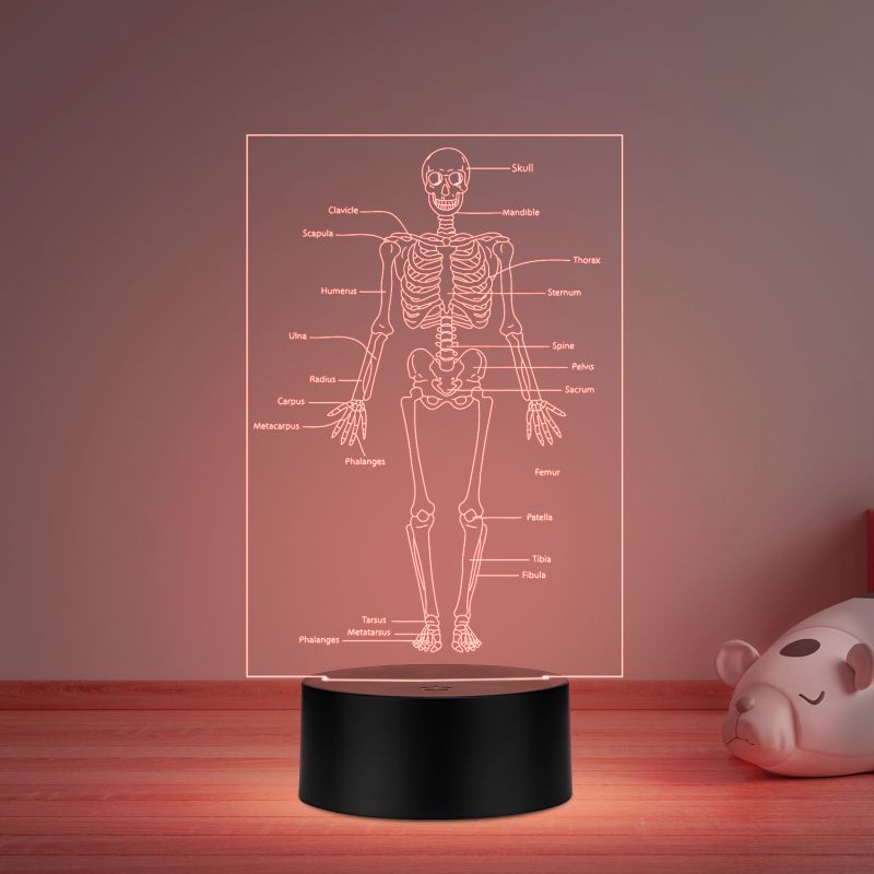 Skeleton of Human Body with Names 7 Color Changing Light with Remote Control